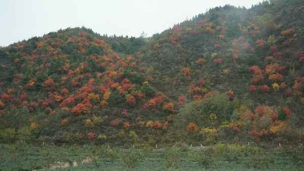 返鄉(xiāng)創(chuàng)業(yè)“花開”中國農(nóng)村