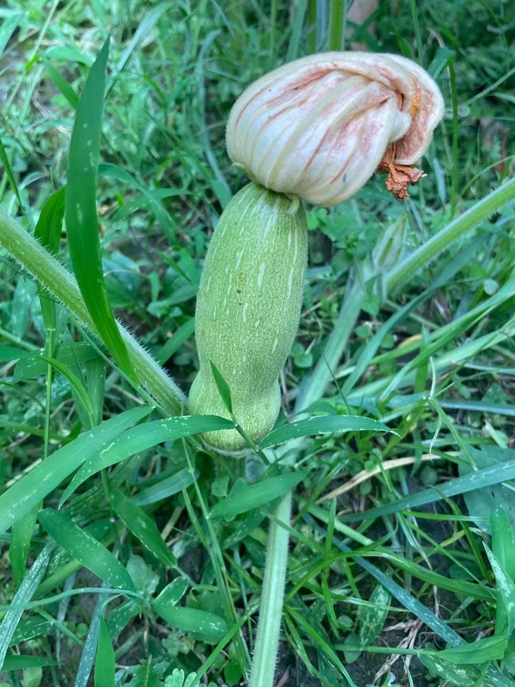 豐收季來襲!新華農(nóng)場喜迎豐收季~