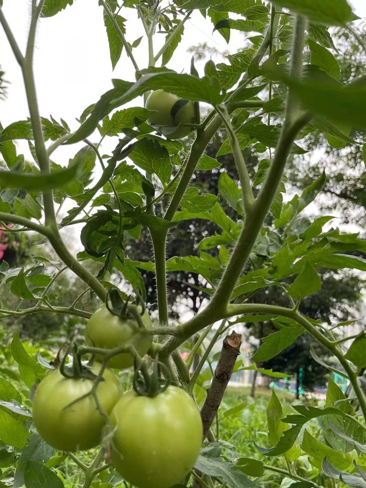 豐收季來襲!新華農(nóng)場喜迎豐收季~